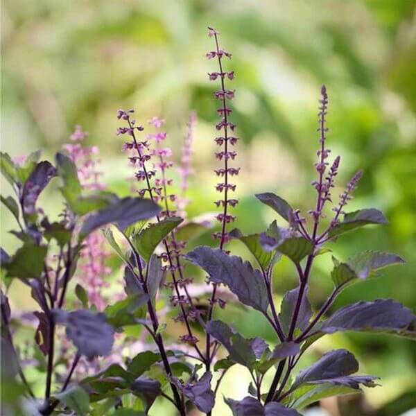 Tulsi Krishna Basil Seeds - Herbal Plant