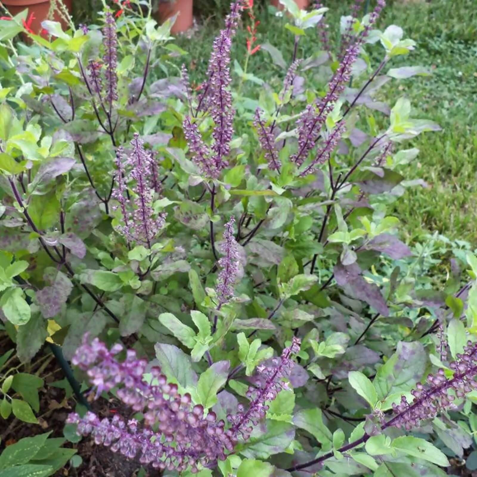 Tulsi Krishna Basil Seeds - Herbal Plant