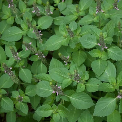 Tulsi Temperate Basil Seeds - Herbal Plant