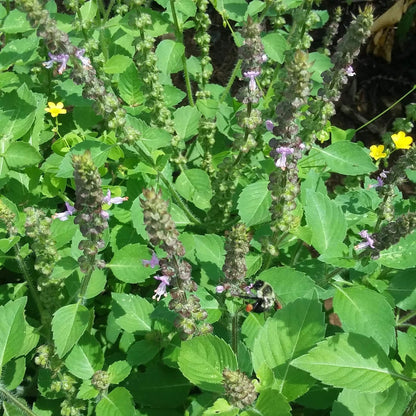 Tulsi Temperate Basil Seeds - Herbal Plant