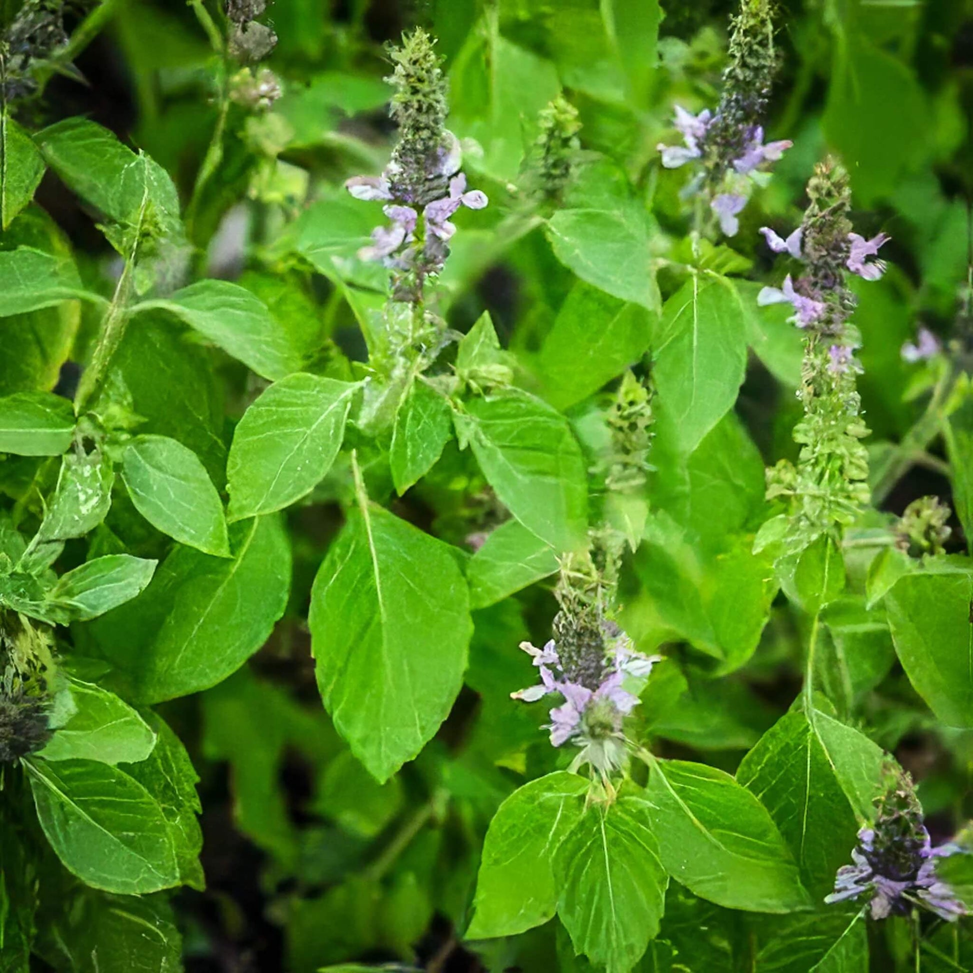 Tulsi Temperate Basil Seeds - Herbal Plant
