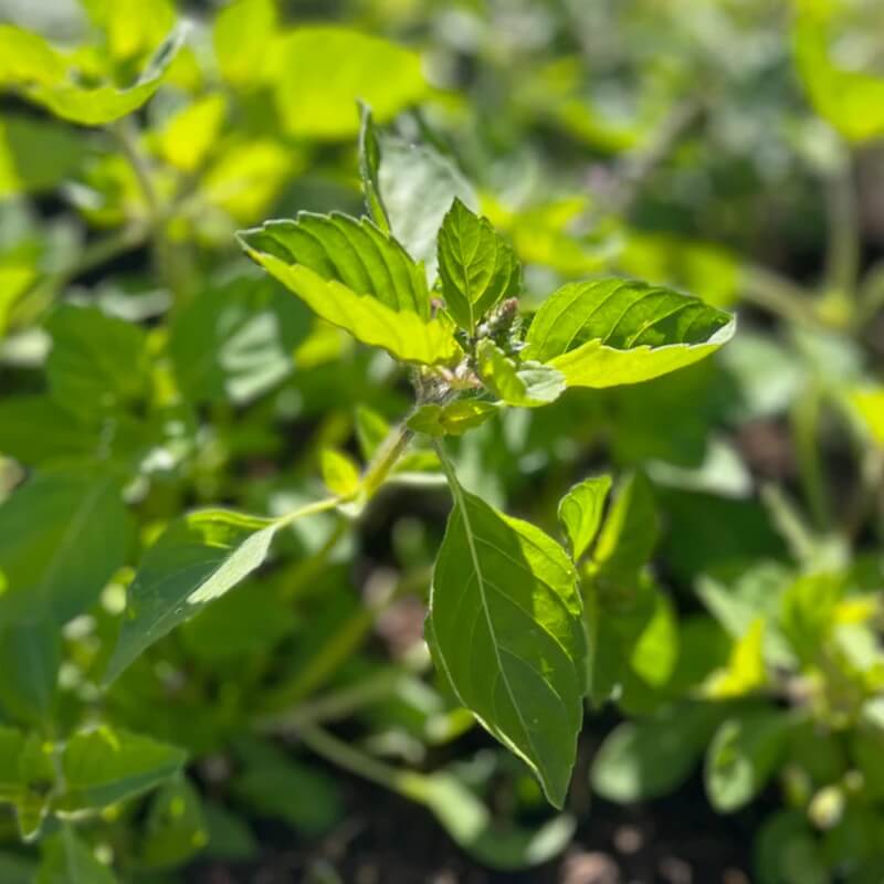 Tulsi Temperate Basil Seeds - Herbal Plant