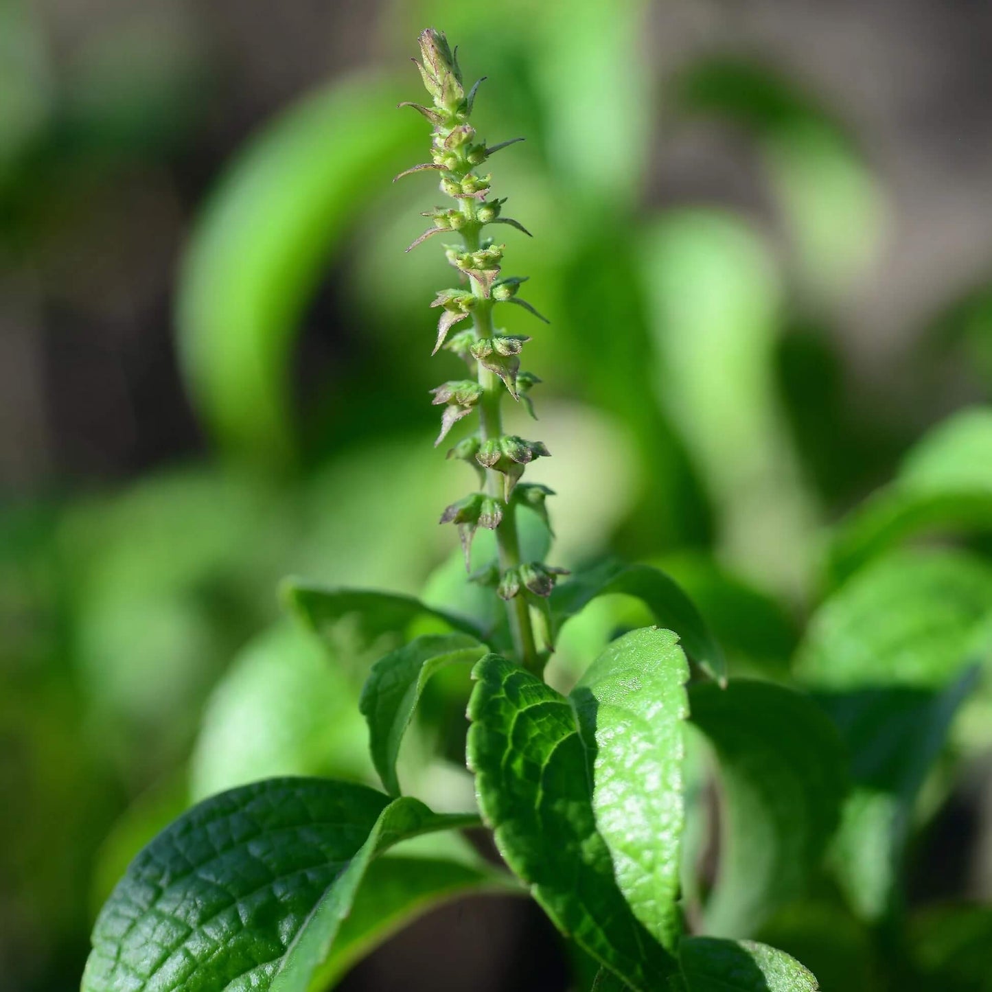 Tulsi Vana Basil seeds - Herbal Plant