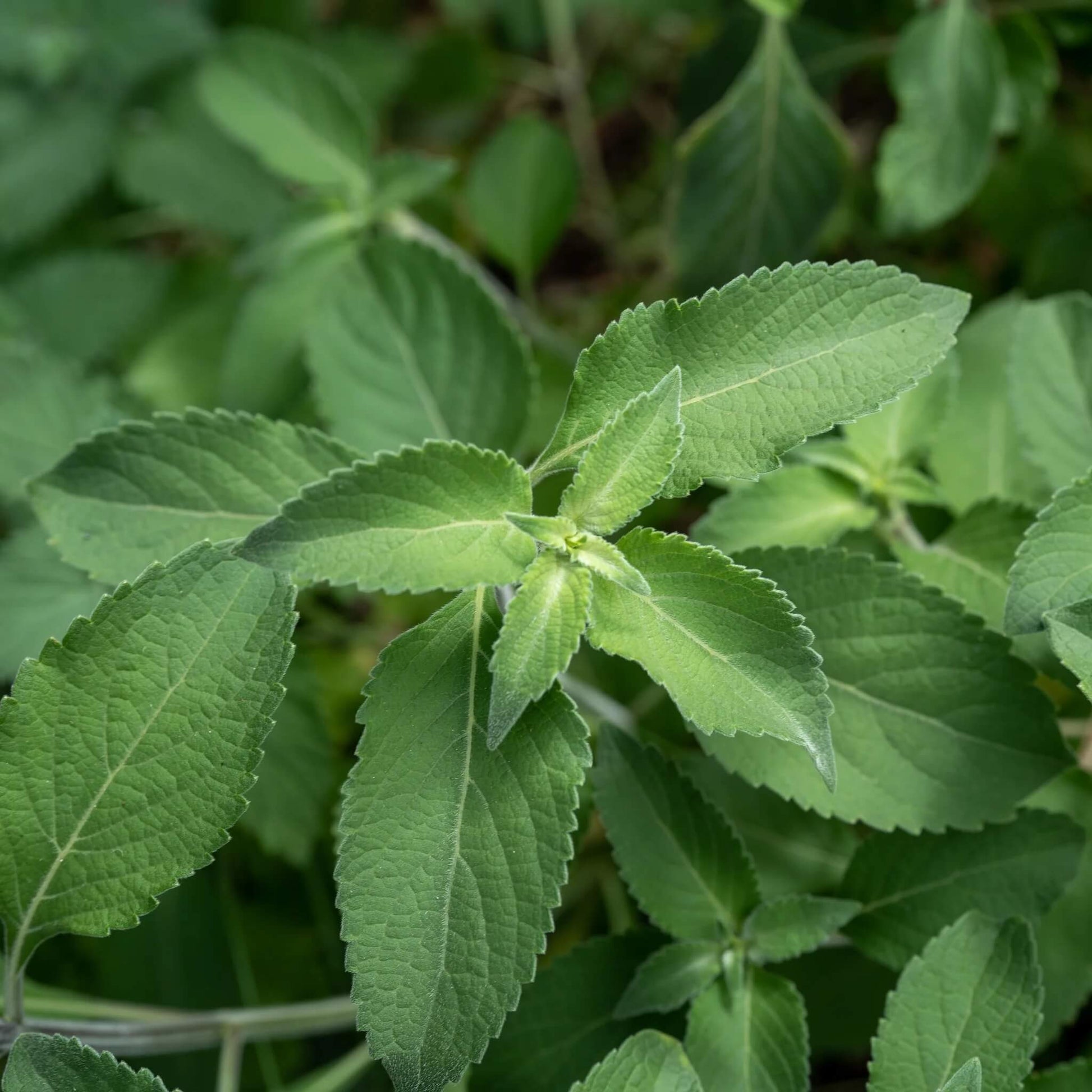 Tulsi Vana Basil seeds - Herbal Plant
