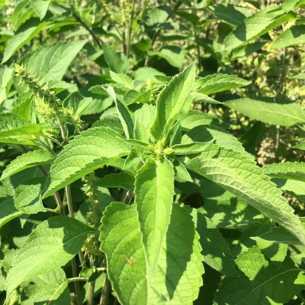 Tulsi Vana Basil seeds - Herbal Plant