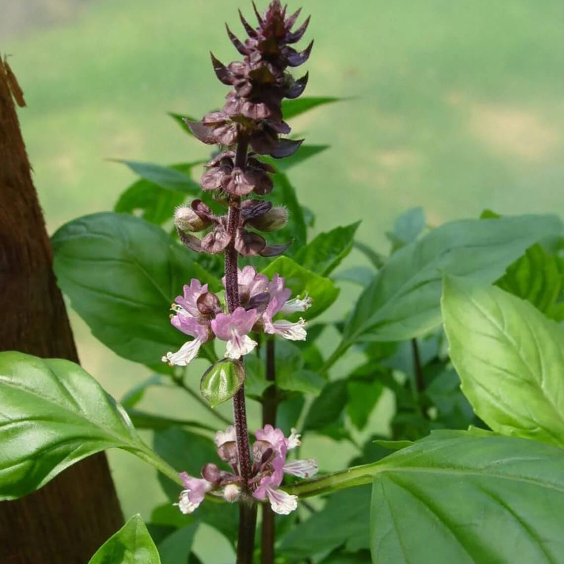 Tulsi Vana Basil seeds - Herbal Plant