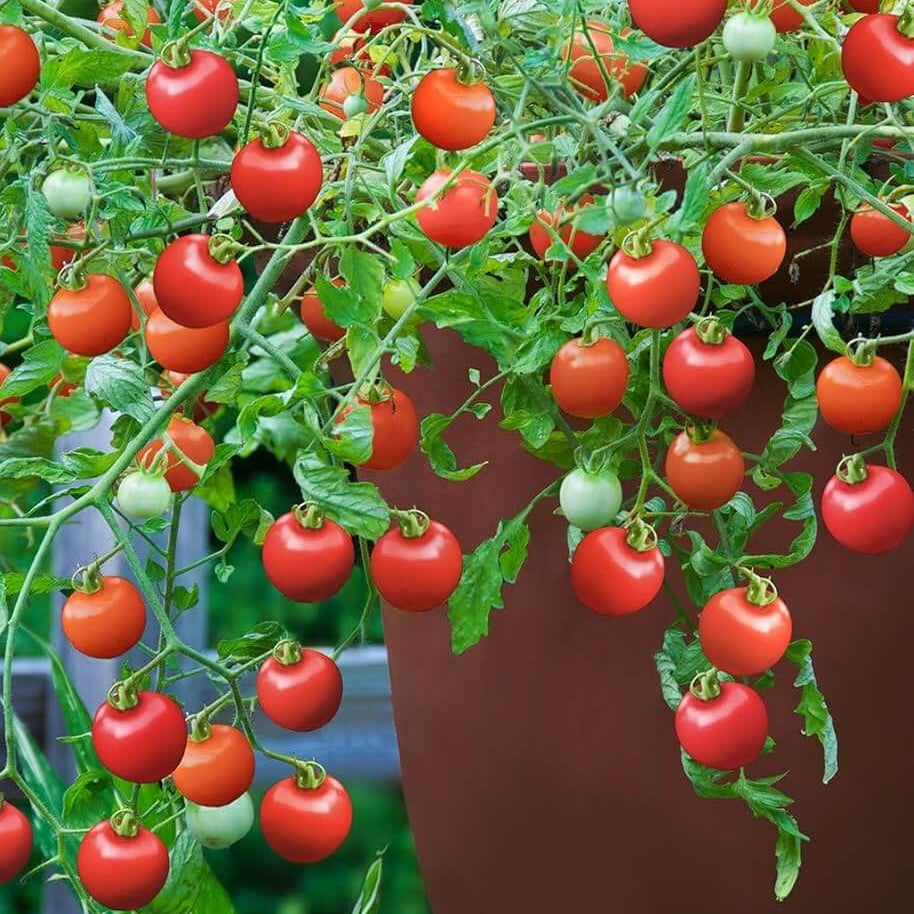 Tumbling Tom Tomato Seeds - Vegetable Plant