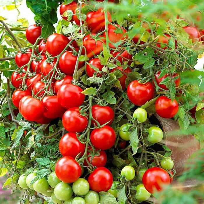 Tumbling Tom Tomato Seeds - Vegetable Plant