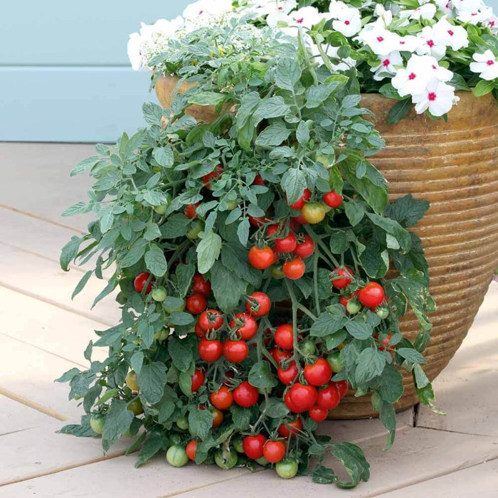 Tumbling Tom Tomato Seeds - Vegetable Plant