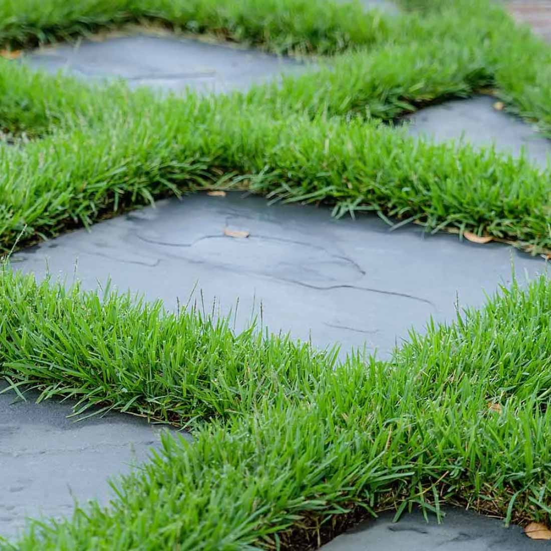 Turfgrass Zoysia Seeds