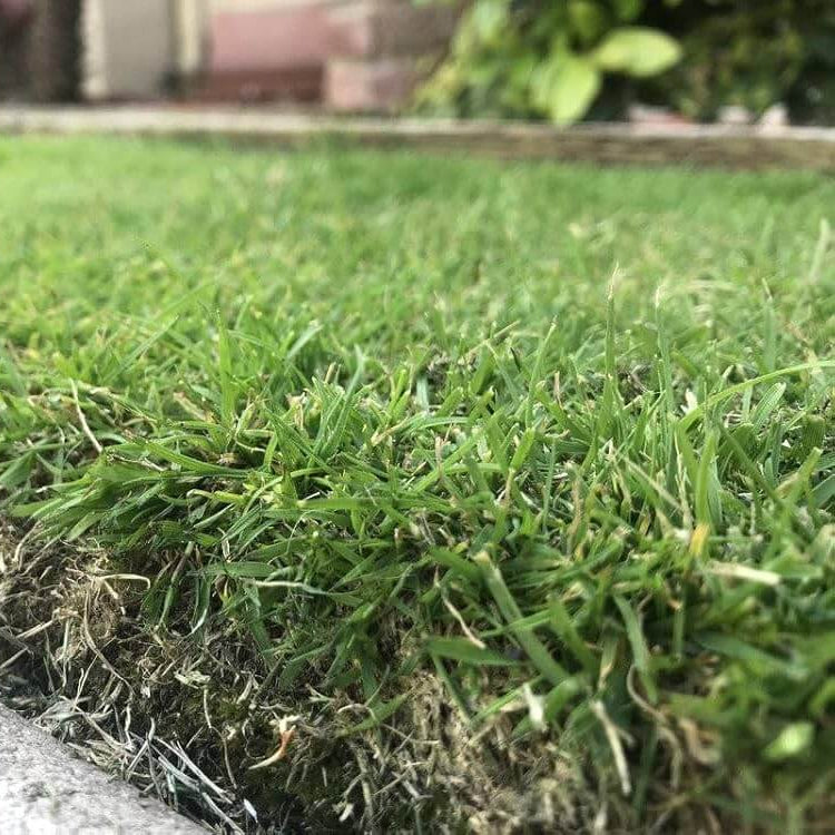 Turfgrass Zoysia Seeds