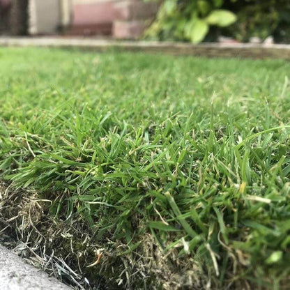 Turfgrass Zoysia Seeds