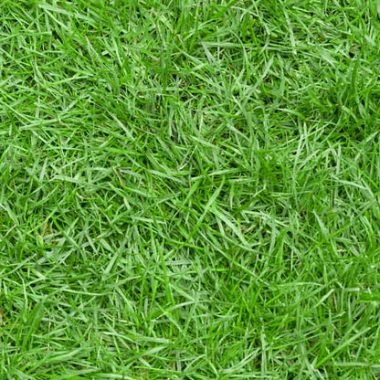 Turfgrass Zoysia Seeds
