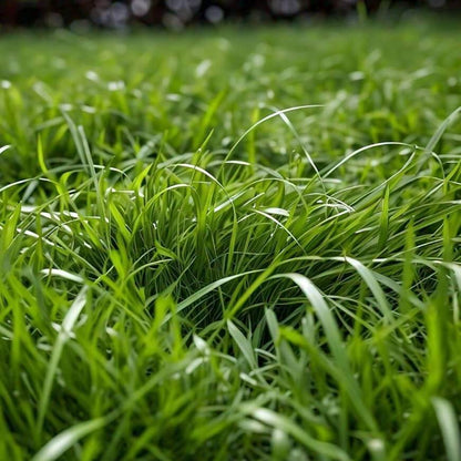 Turfgrass Zoysia Seeds