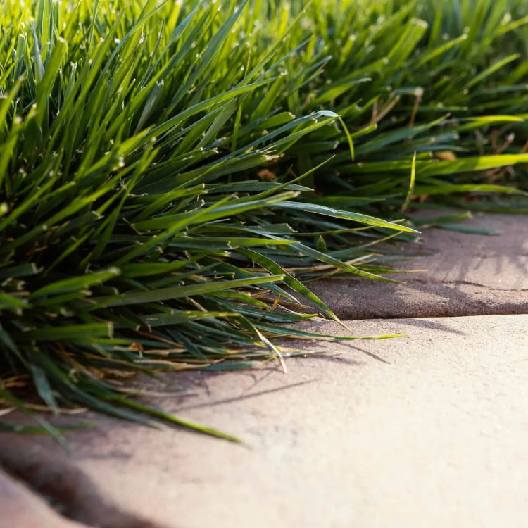 Turfgrass Zoysia Seeds