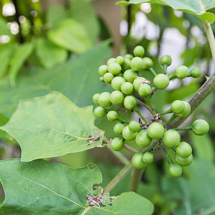 Turkey berry seeds - Fruit Plant