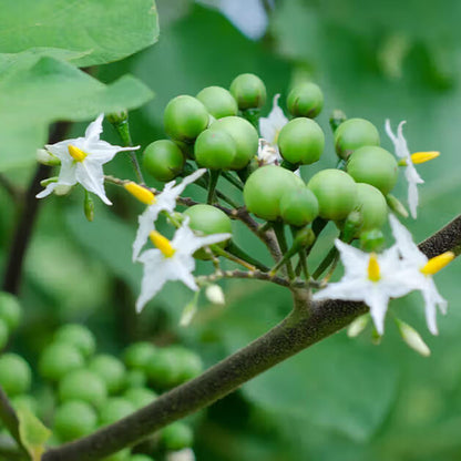 Turkey berry seeds - Fruit Plant
