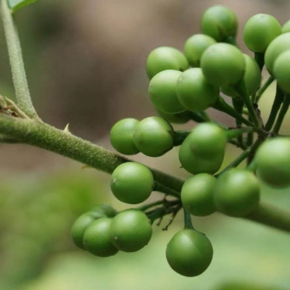 Turkey berry seeds - Fruit Plant