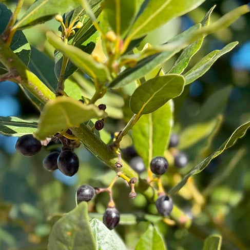Turkish Bay Laurel Seeds