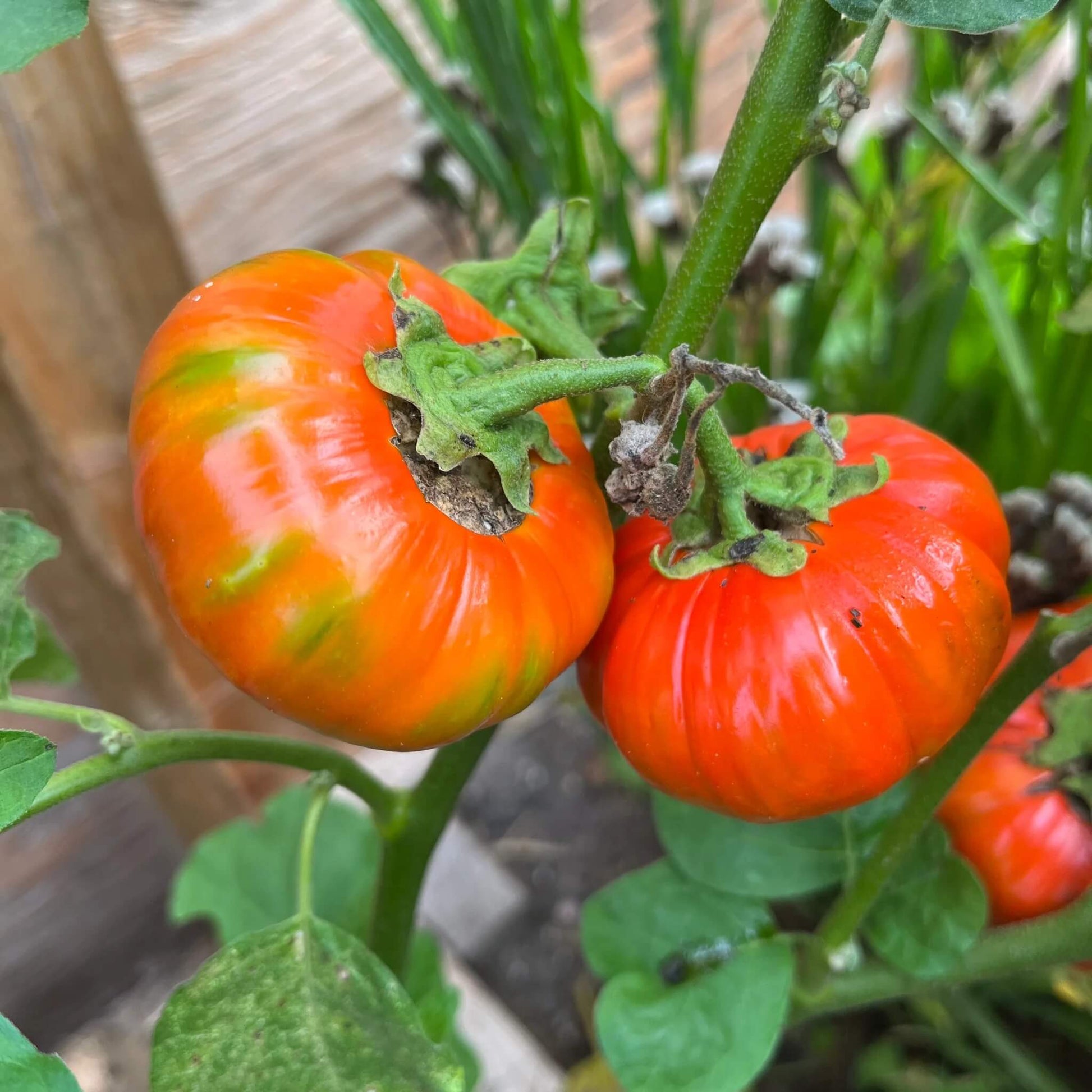 Turkish orange eggplant seeds - Vegetable Plant