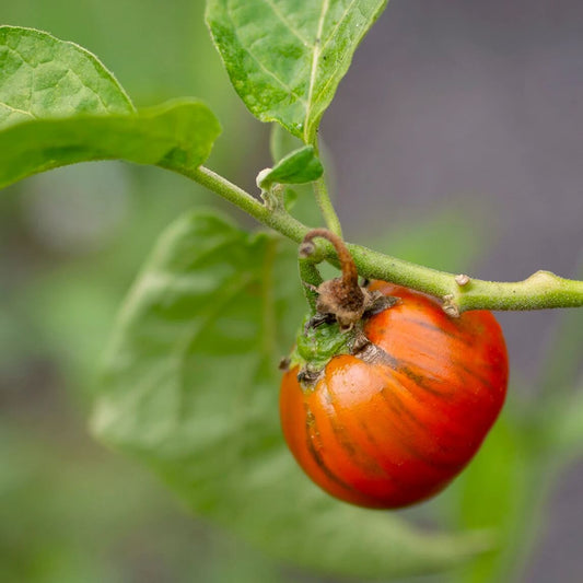 Turkish orange eggplant seeds - Vegetable Plant