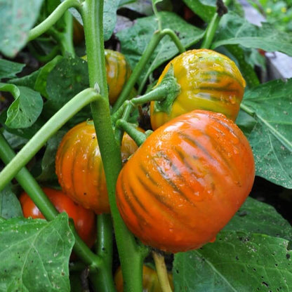 Turkish orange eggplant seeds - Vegetable Plant