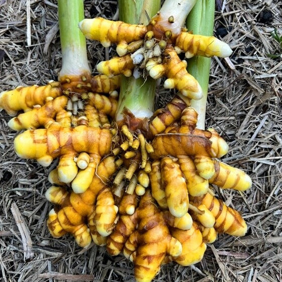 Turmeric Seeds - Herbal Plant for Home Gardens