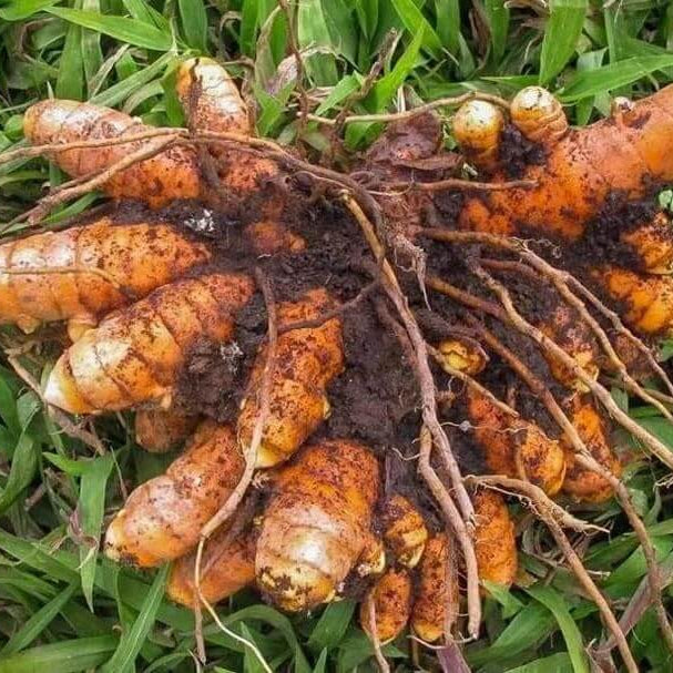 Turmeric Seeds - Herbal Plant for Home Gardens