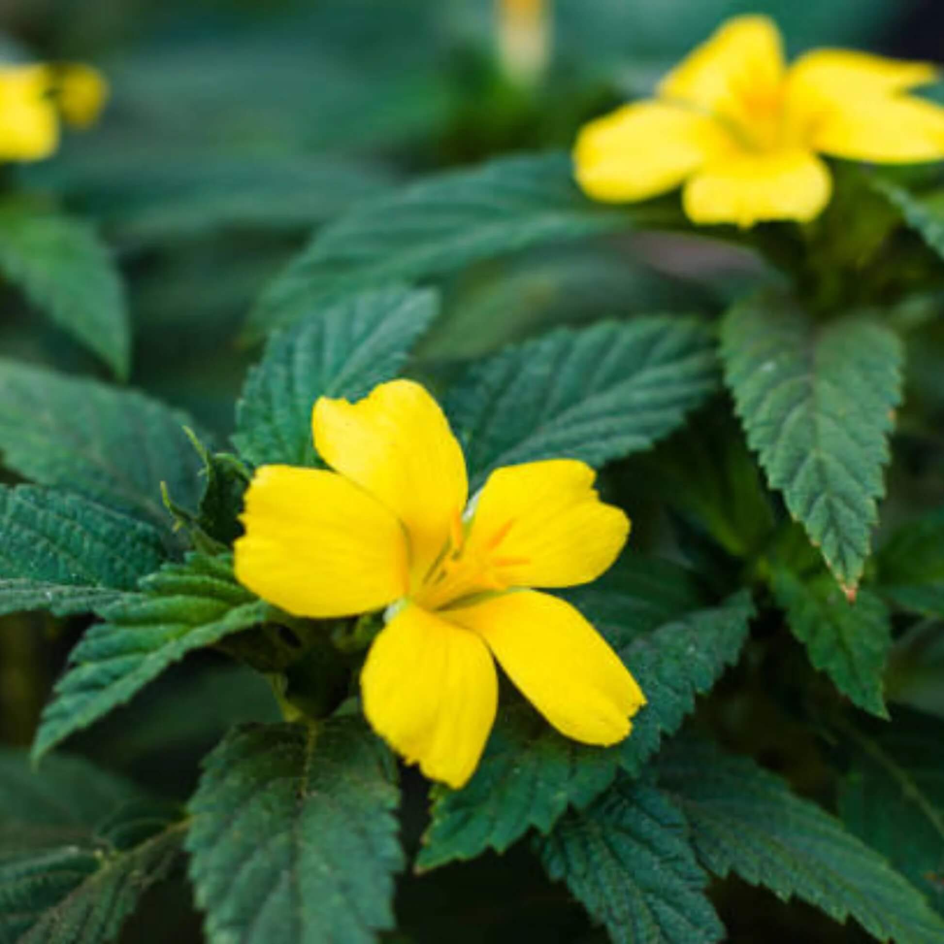 Turnera ulmifolia Mexican Pansy Seeds