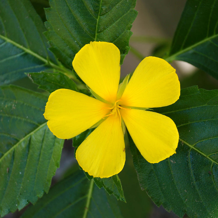 Turnera ulmifolia Mexican Pansy Seeds