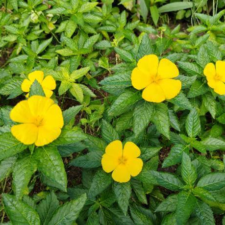 Turnera ulmifolia Mexican Pansy Seeds