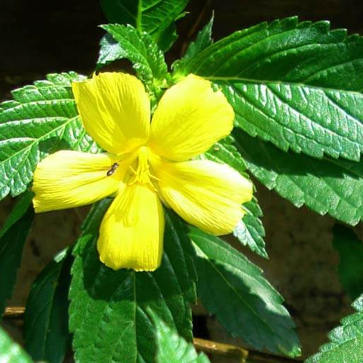 Turnera ulmifolia Mexican Pansy Seeds