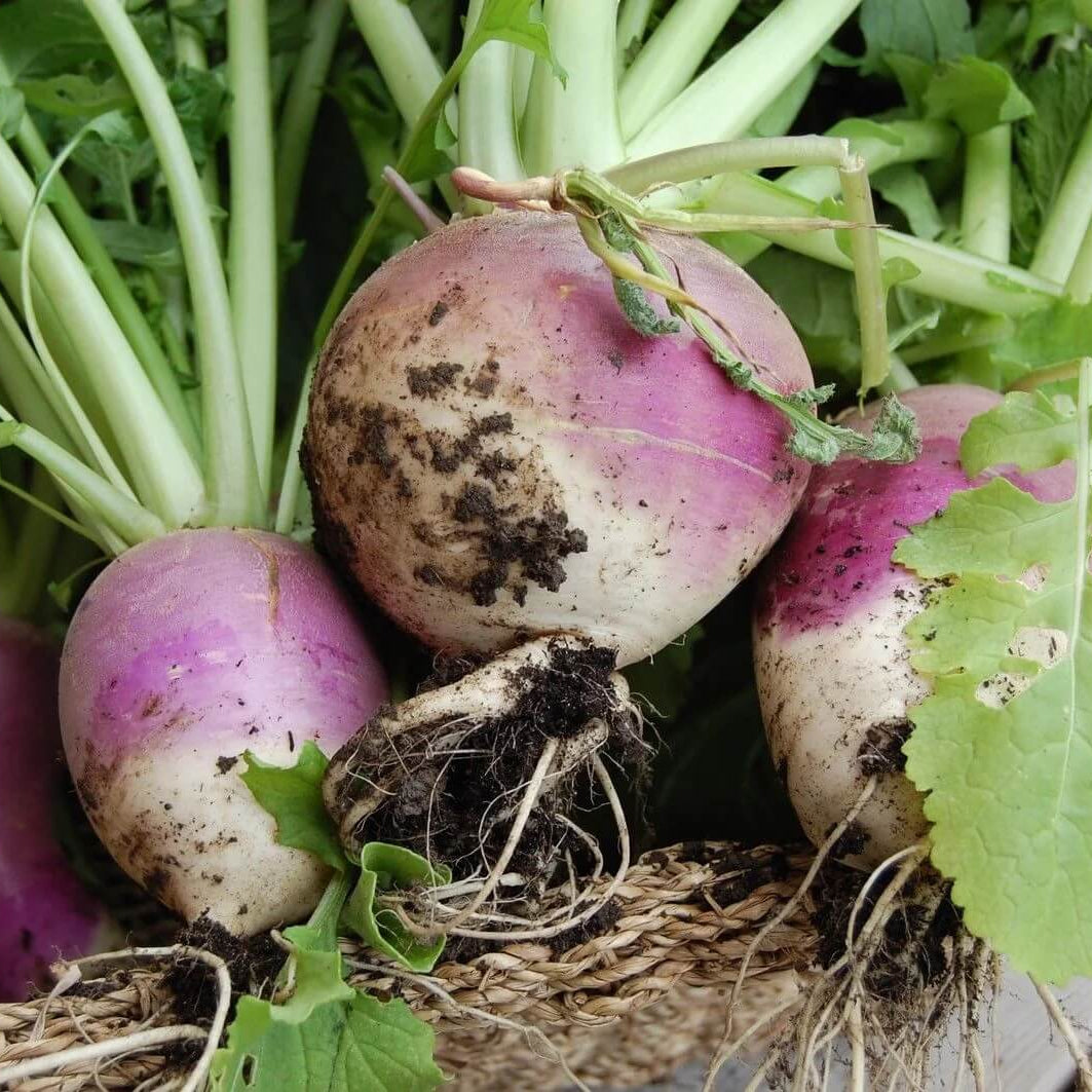 Turnip Green Seeds - Vegetable Plant