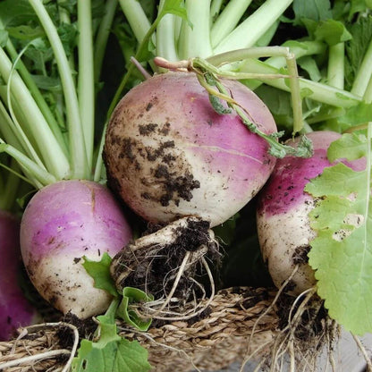 Turnip Green Seeds - Vegetable Plant
