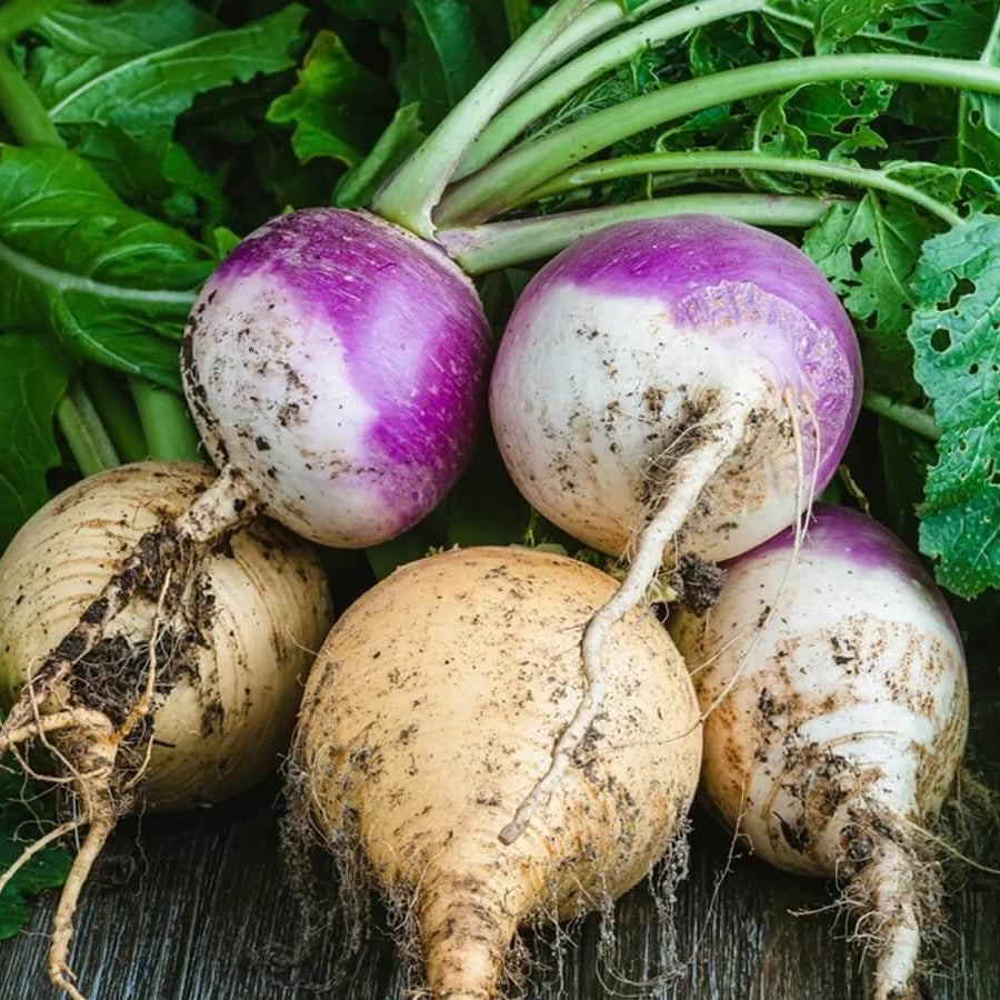 Turnip Seeds