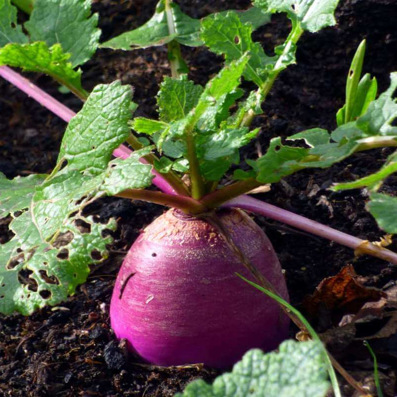 Turnip Seeds
