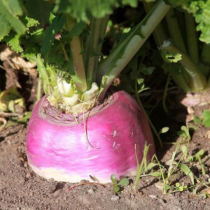 Turnip Seeds