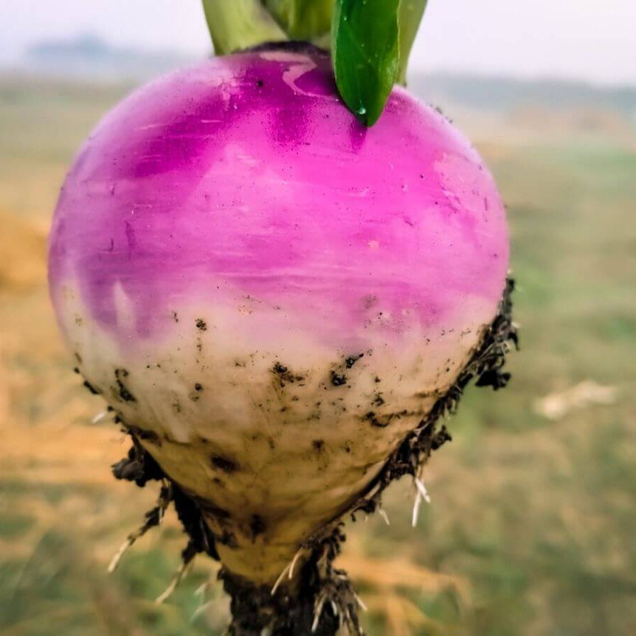 Turnip Seeds
