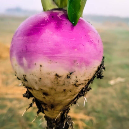 Turnip Seeds