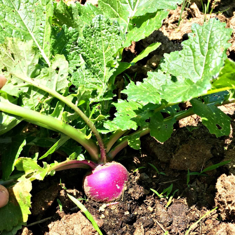 Turnip Seeds