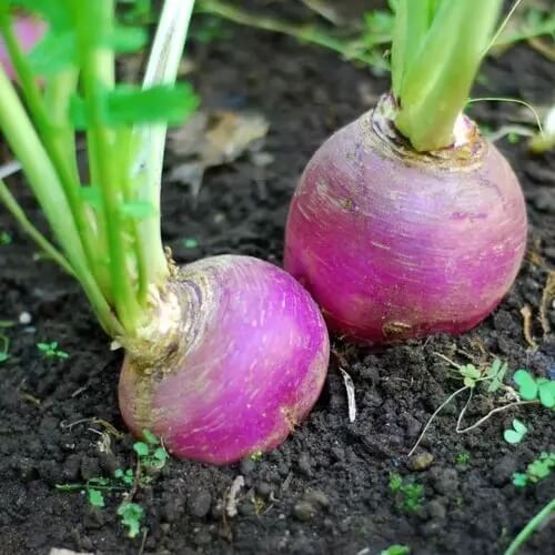 Turnip seeds - Vegetable Plant