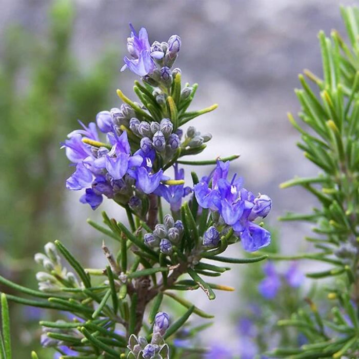 Tuscan Blue Rosemary Seeds - Herbal Plant