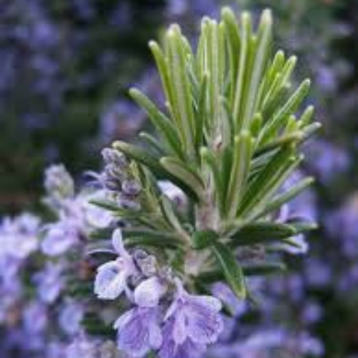 Tuscan Blue Rosemary Seeds - Herbal Plant