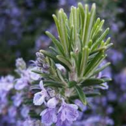 Tuscan Blue Rosemary Seeds - Herbal Plant