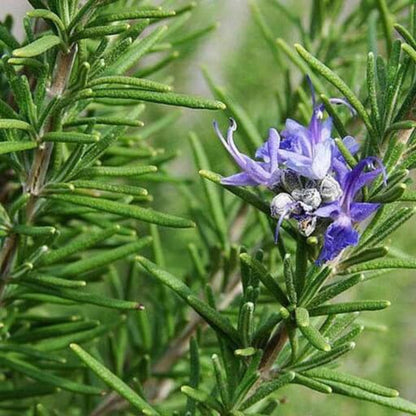 Tuscan Blue Rosemary Seeds - Herbal Plant