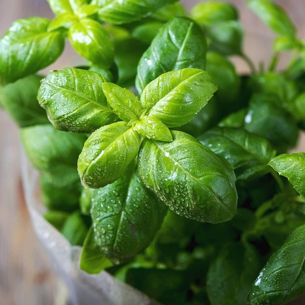 Tuscany Basil Seeds - Herbal Plant