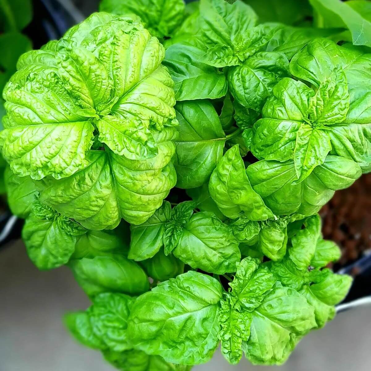 Tuscany Basil Seeds - Herbal Plant