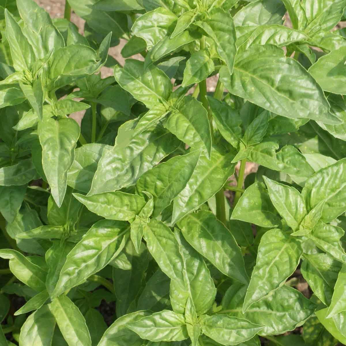 Tuscany Basil Seeds - Herbal Plant