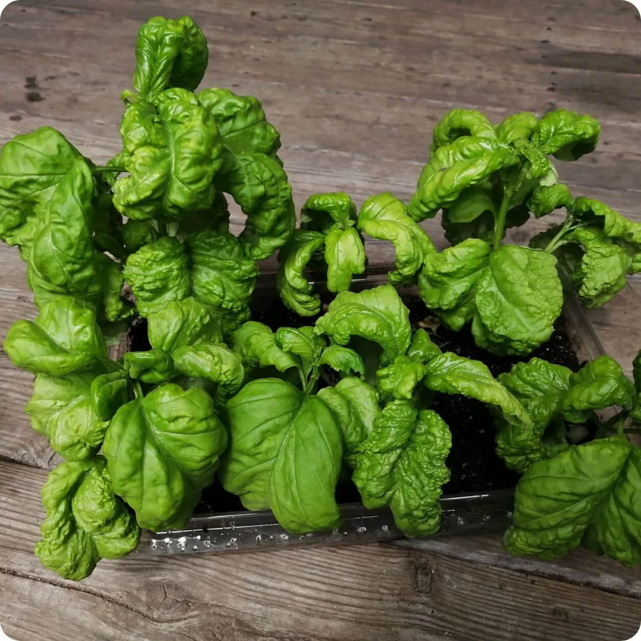 Tuscany Basil Seeds - Herbal Plant