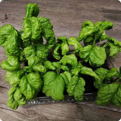 Tuscany Basil Seeds - Herbal Plant